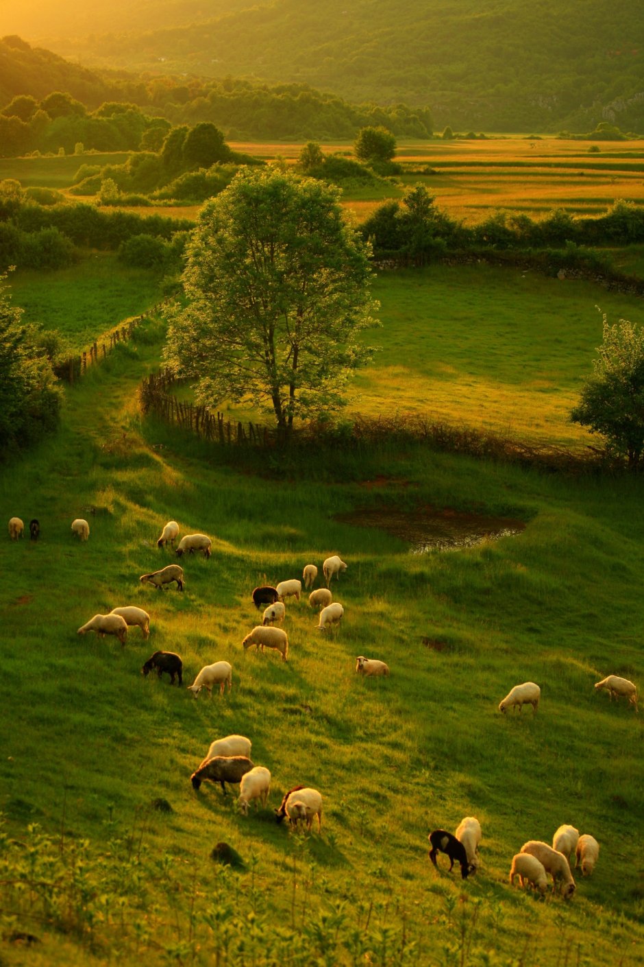 Сент Килда остров Шотландия