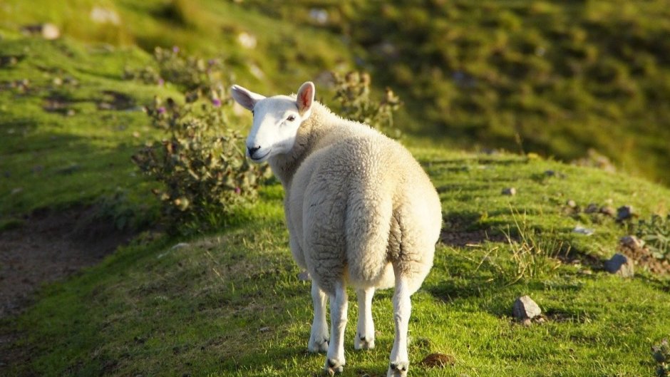 Шотландская Высокогорная корова