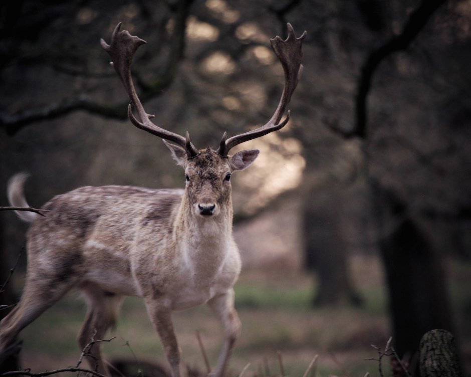 Остров Тасмания животный мир