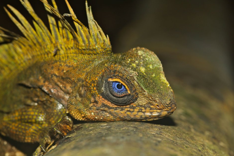 Gonocephalus bellii