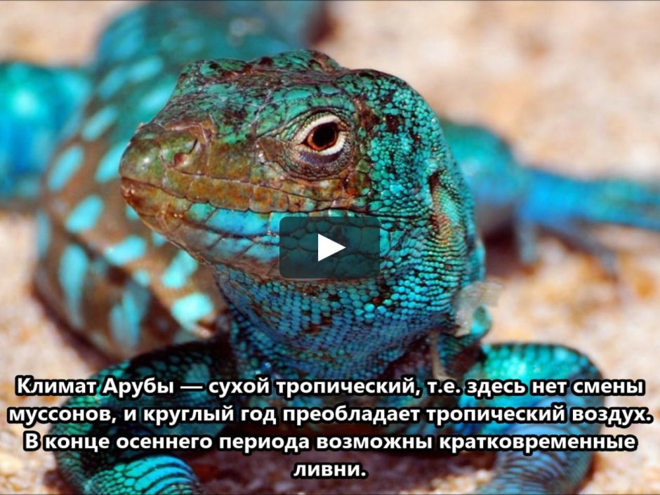 Голубая агама ящерица
