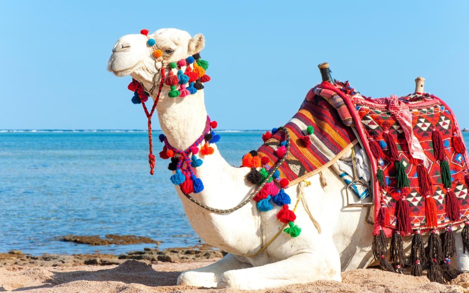 Шарм Эль Шейх верблюд