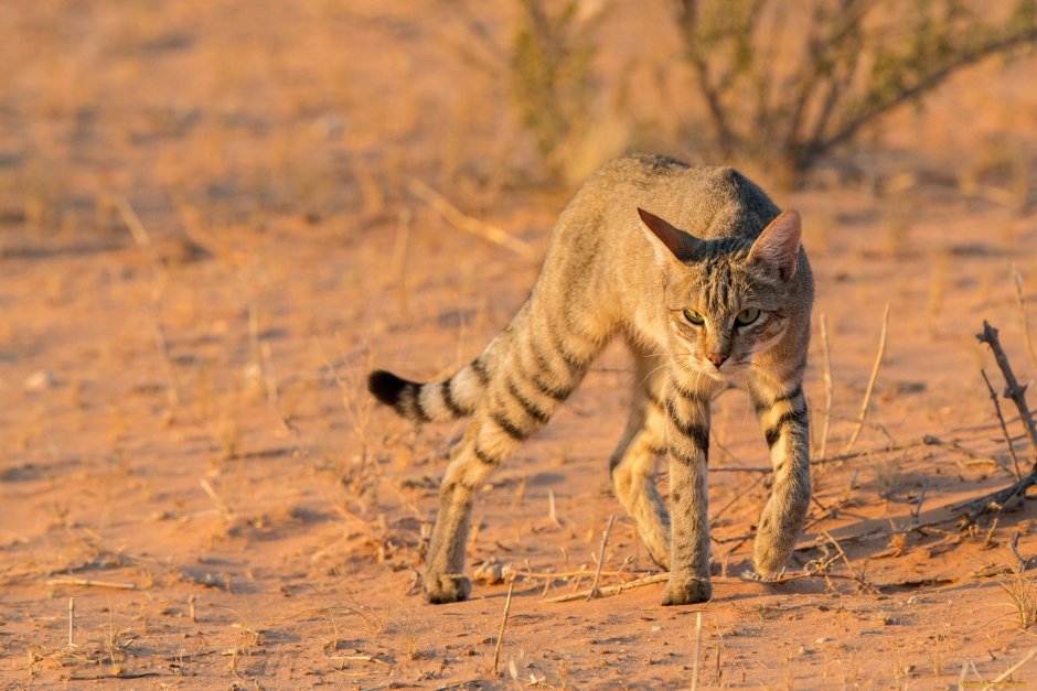 Степной кот Felis Silvestris lybica