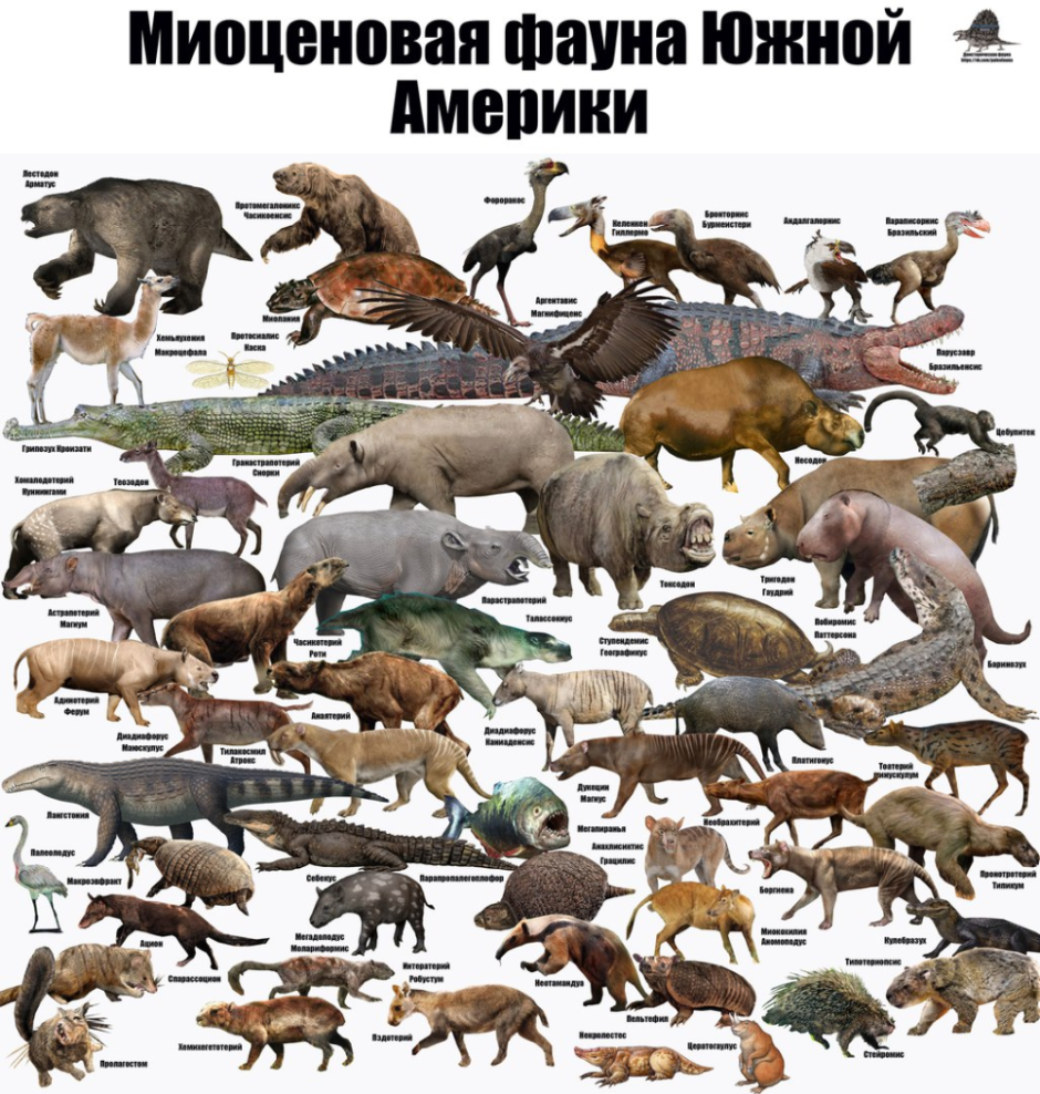 В Кейптауне животный мир