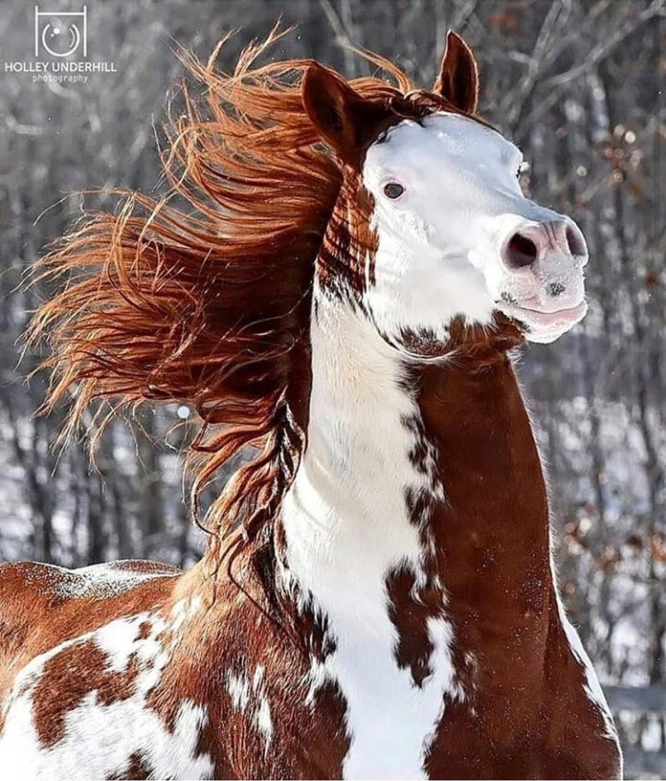 Американский Пейнтхорс лошадь