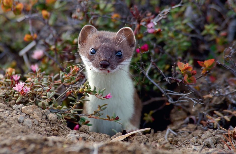 Горностай (Mustela erminea)