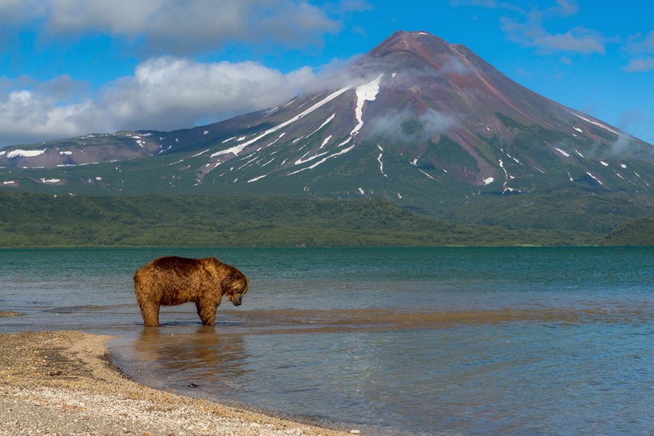 Южно-Камчатский заказник