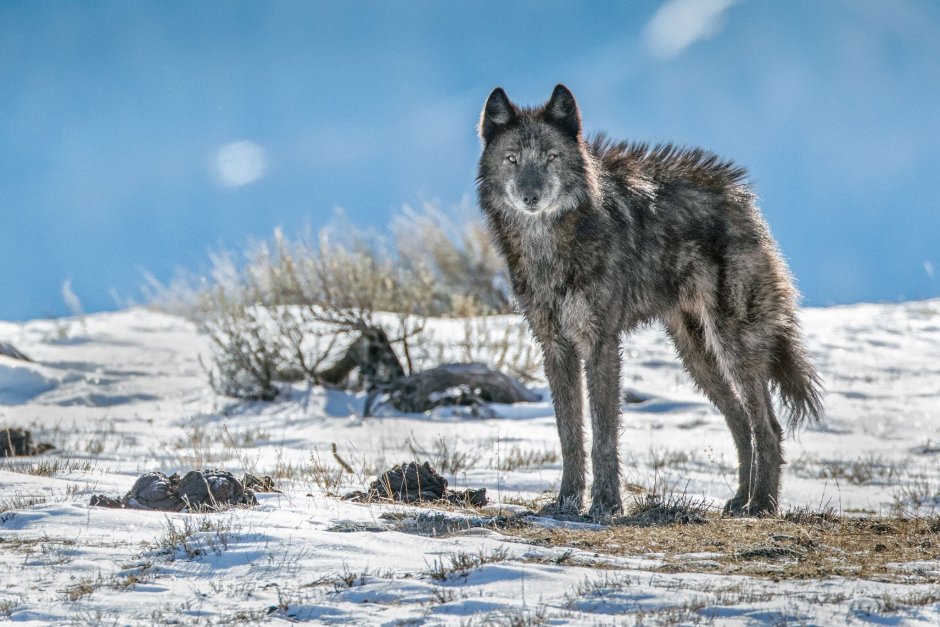 Canis Lupus familiaris