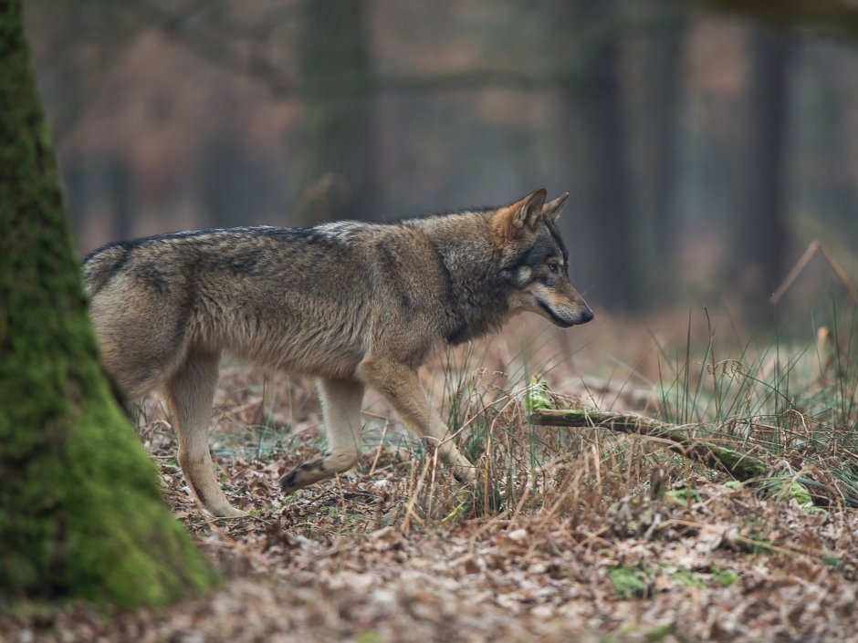 Волк (лат. Canis Lupus)