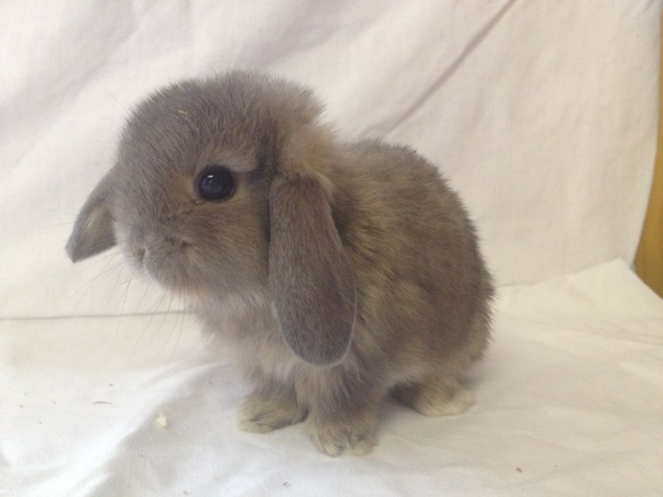 Mini lop кролик