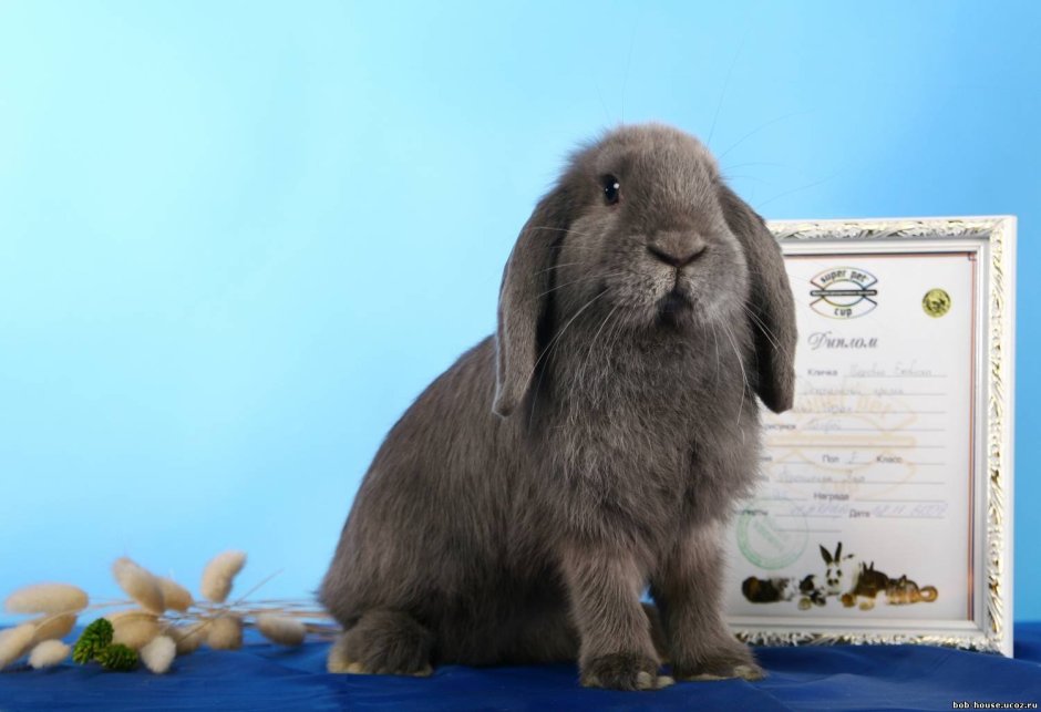 Вислоухий кролик голландский баран