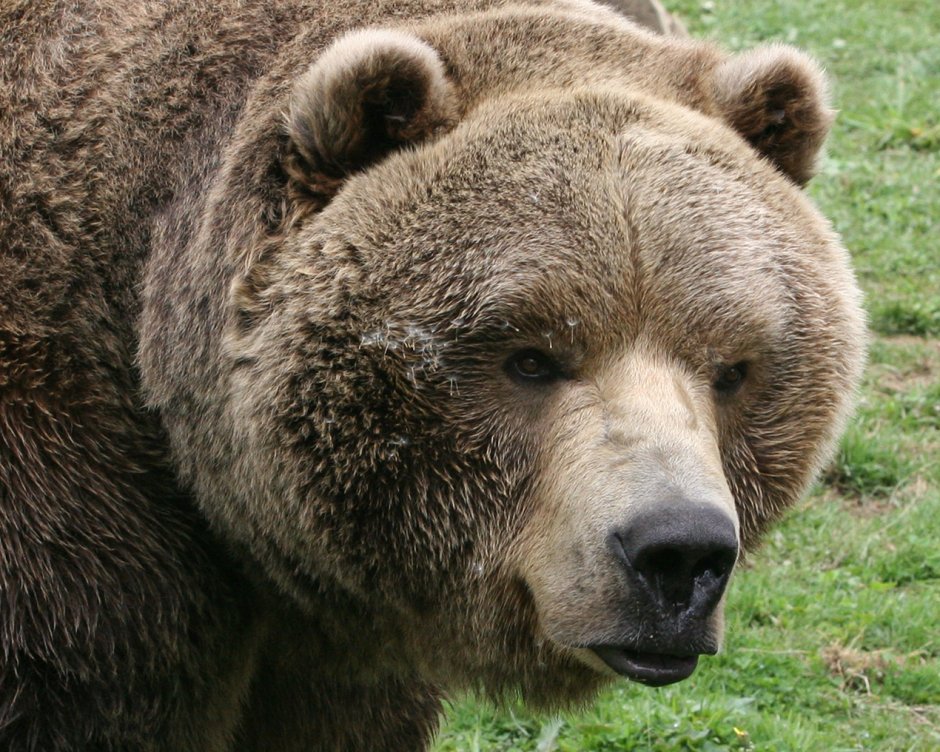 Блэк Гризли