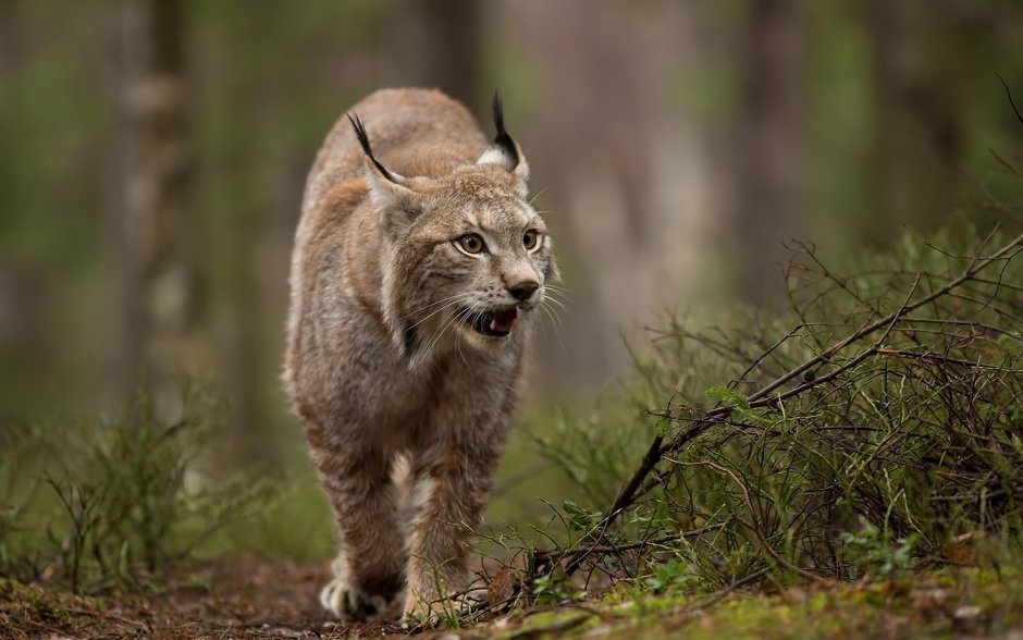 Рысь (Lynx Lynx) в дикой природе