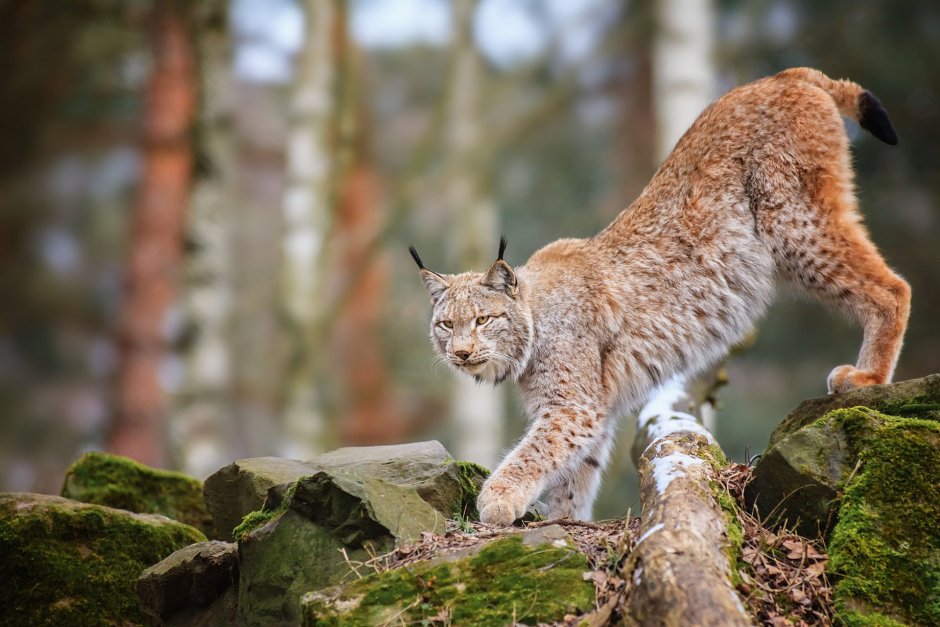 Обыкновенная Рысь Lynx Lynx