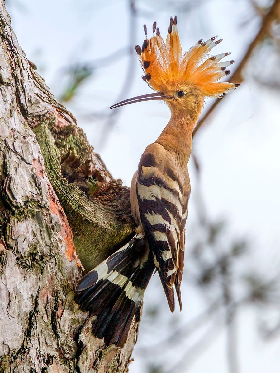 Мадагаскарский Удод