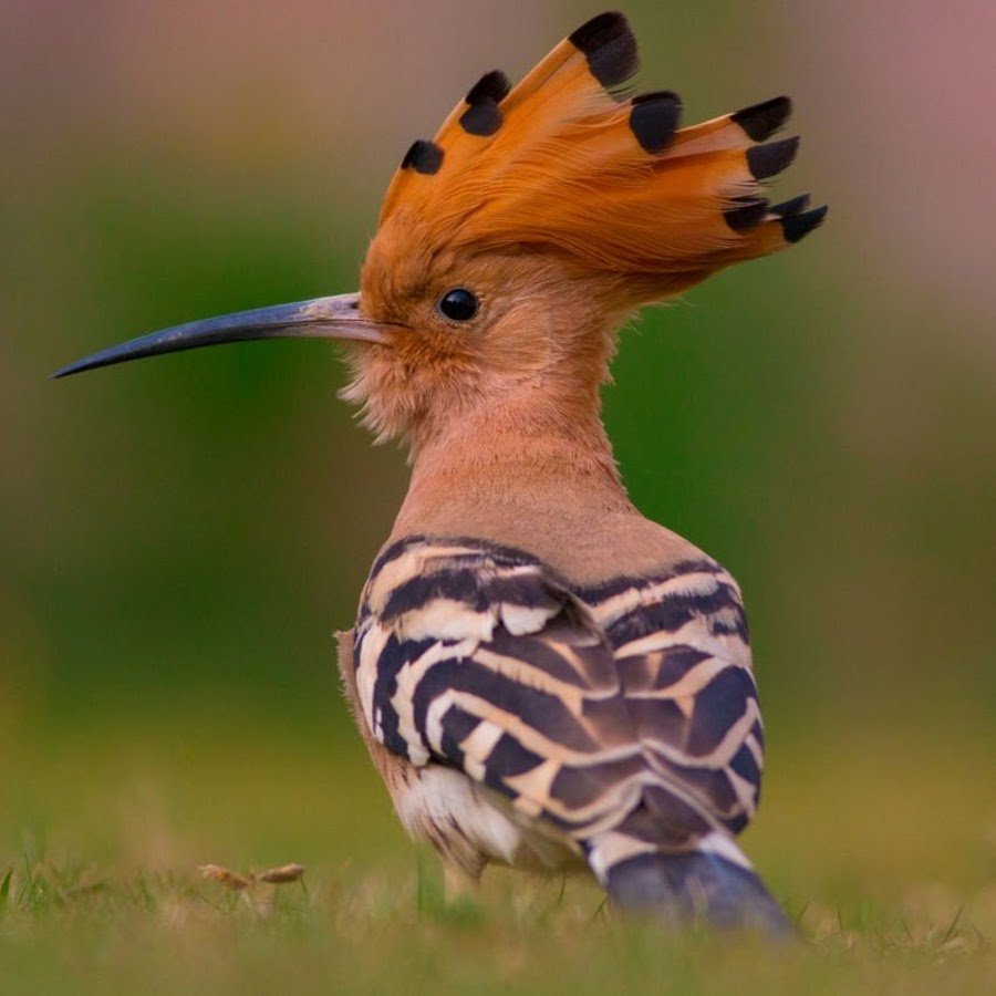 Удод символ Израиля