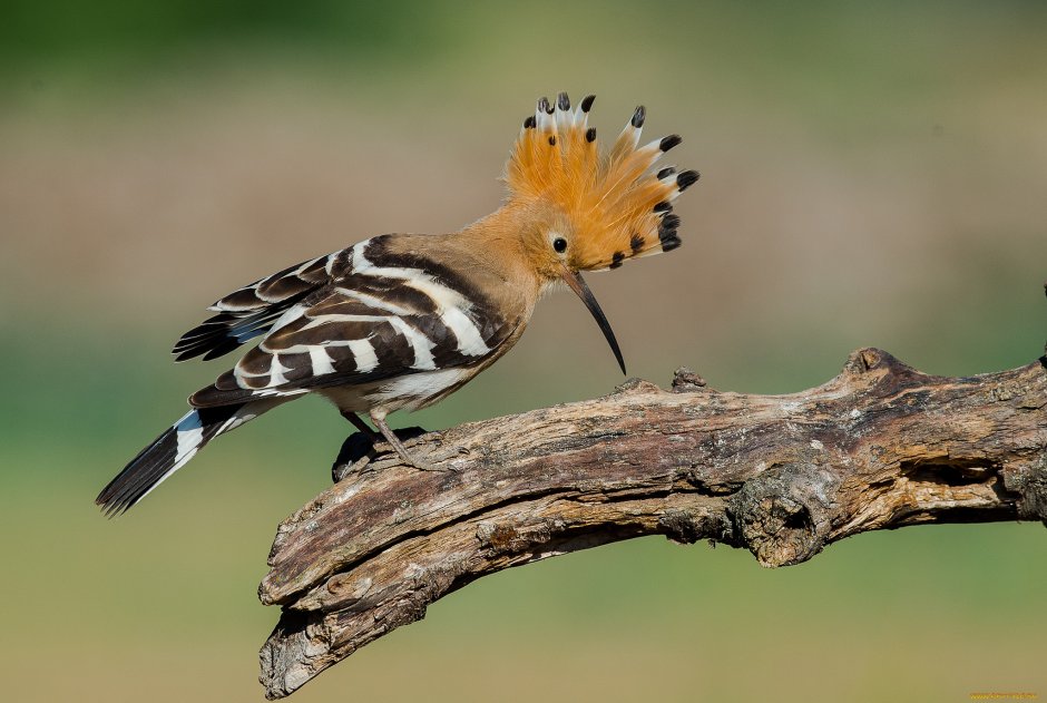 Синеголовый Удод