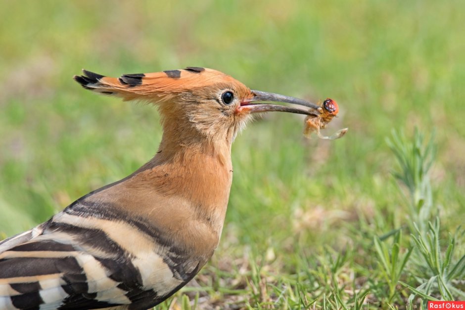 Удод в Хакасии