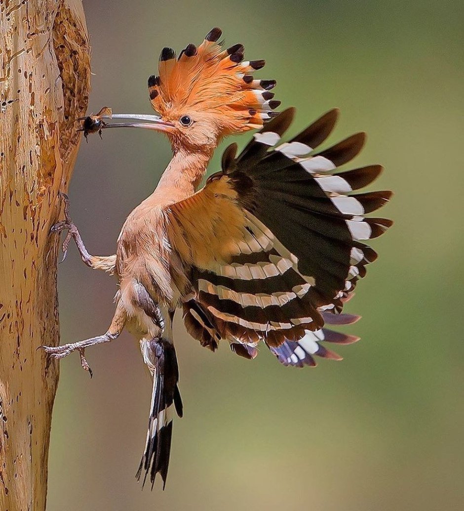 Мадагаскарский Удод
