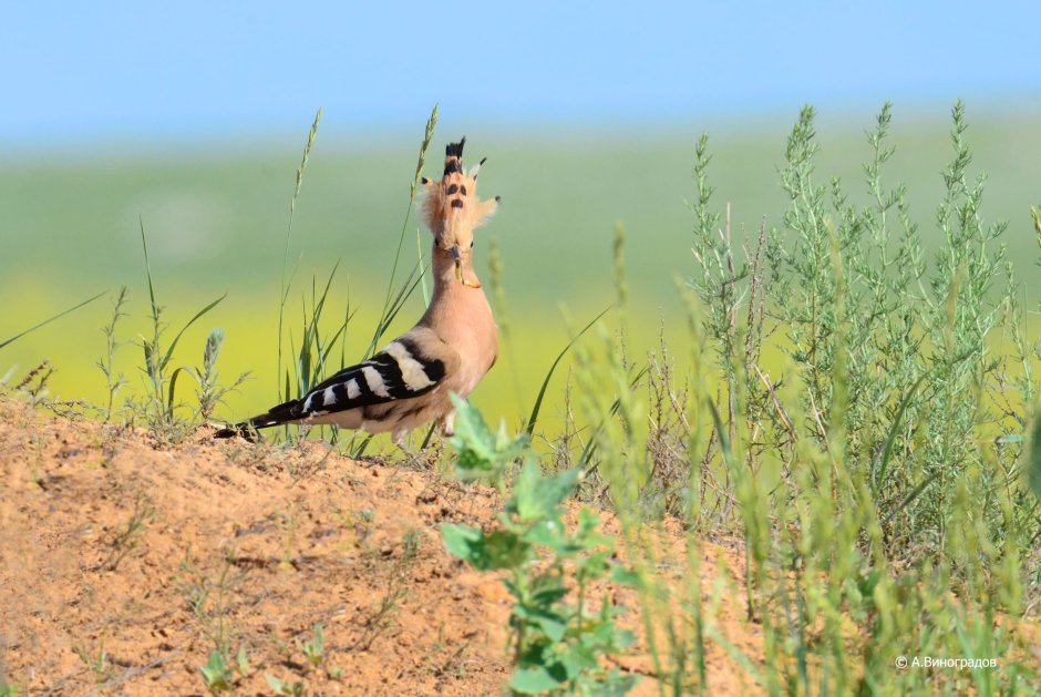 Африканский Удод