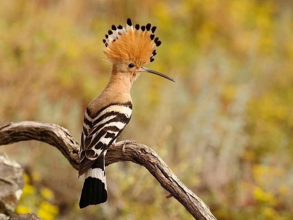 Мадагаскарский Удод
