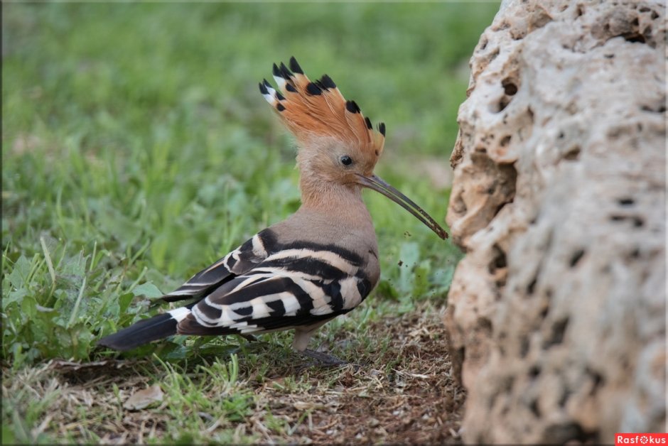 Хохлатая Пичуга