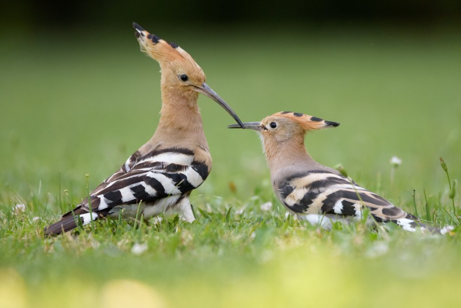 Удод обыкновенный