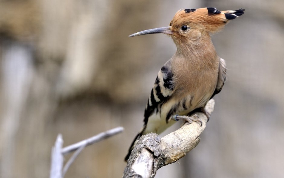 Шайтан-Тау фауна