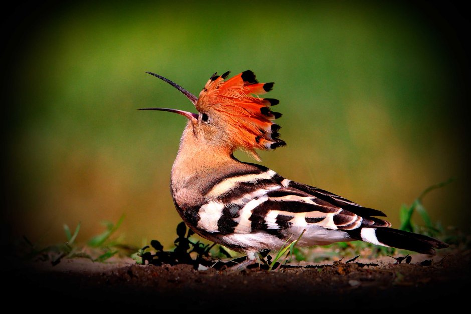 Африканский Удод