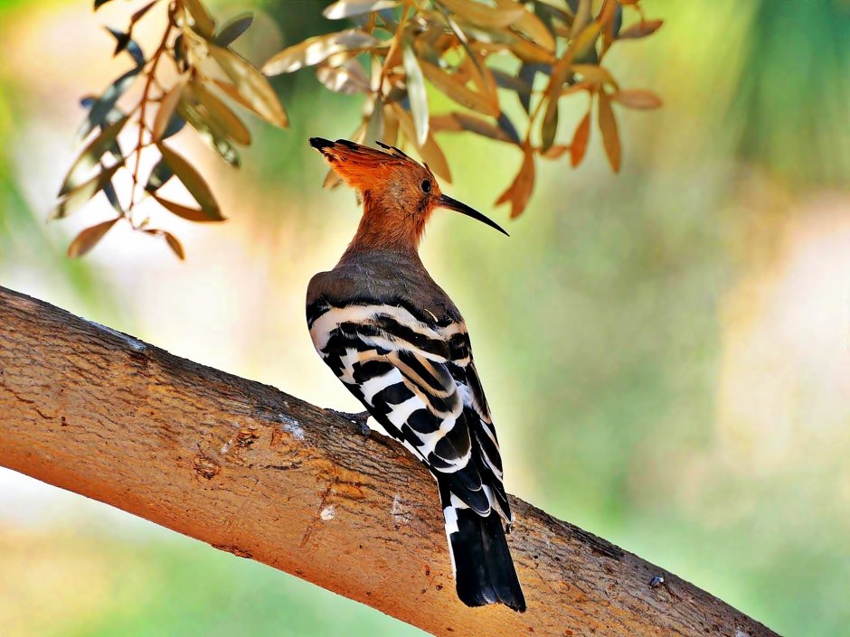 Удод (Upupa Epops)