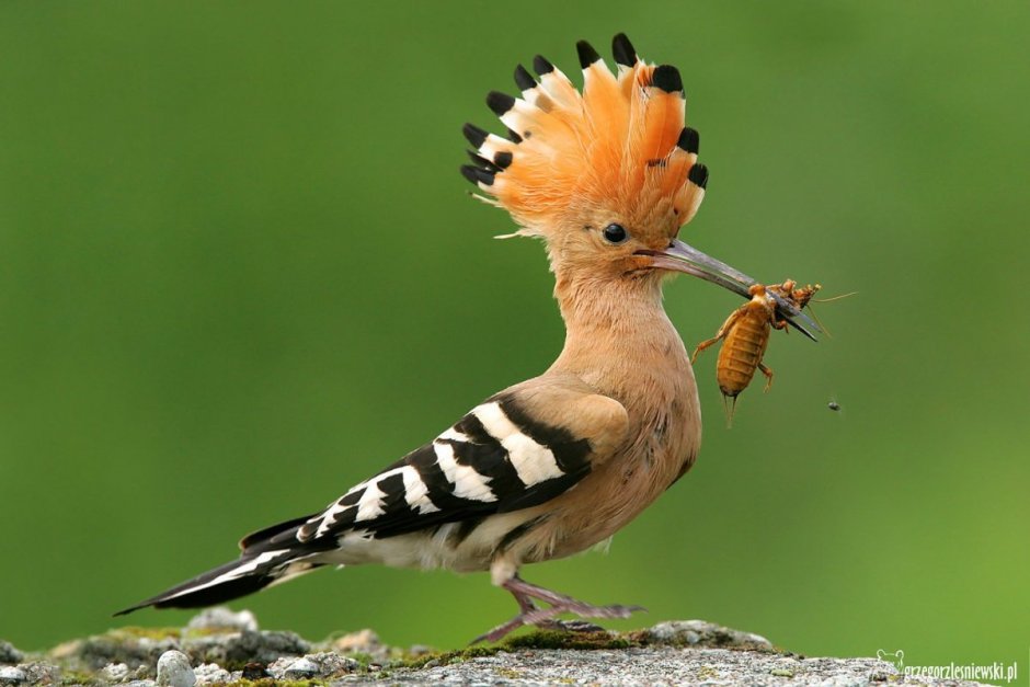 Удод желтый