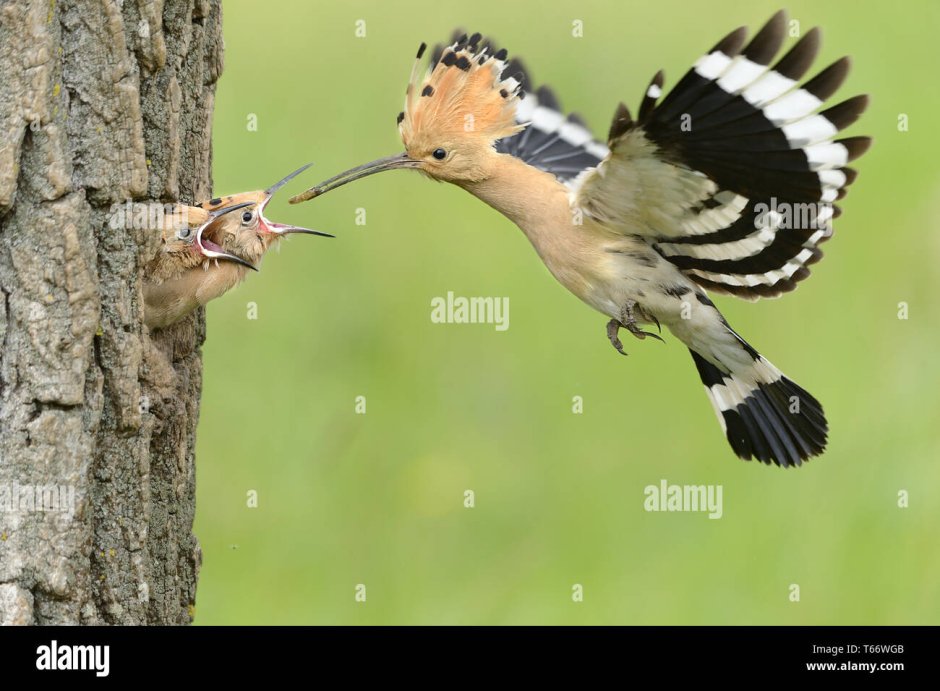 Голубой Удод