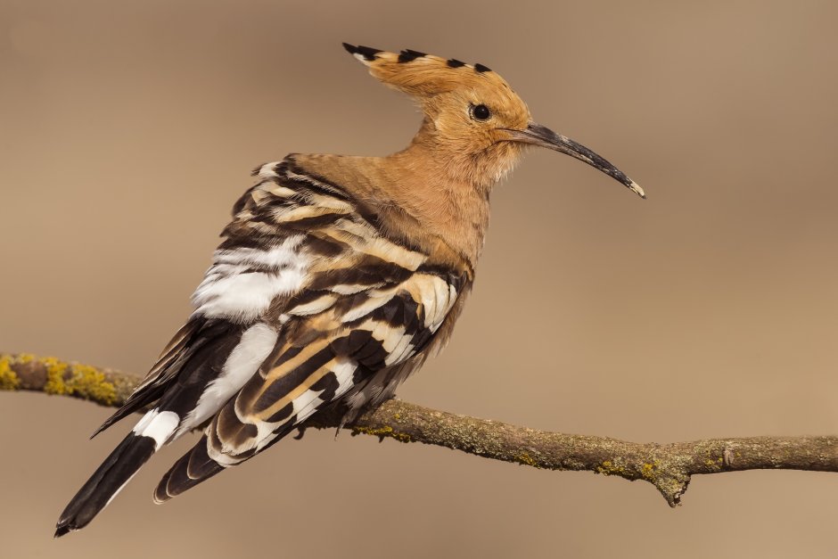 Голубой Удод