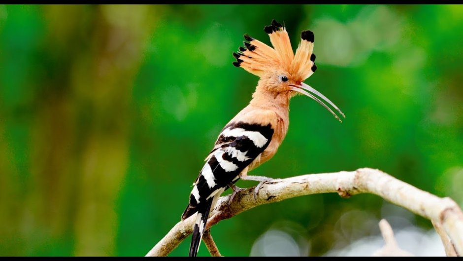 Удод Степной