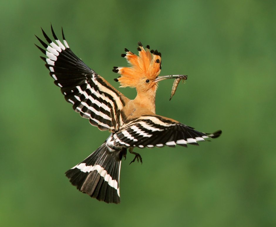 Удод (Upupa Epops)