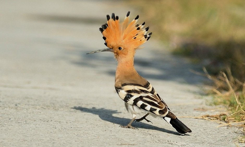 Фиолетовый Лесной Удод