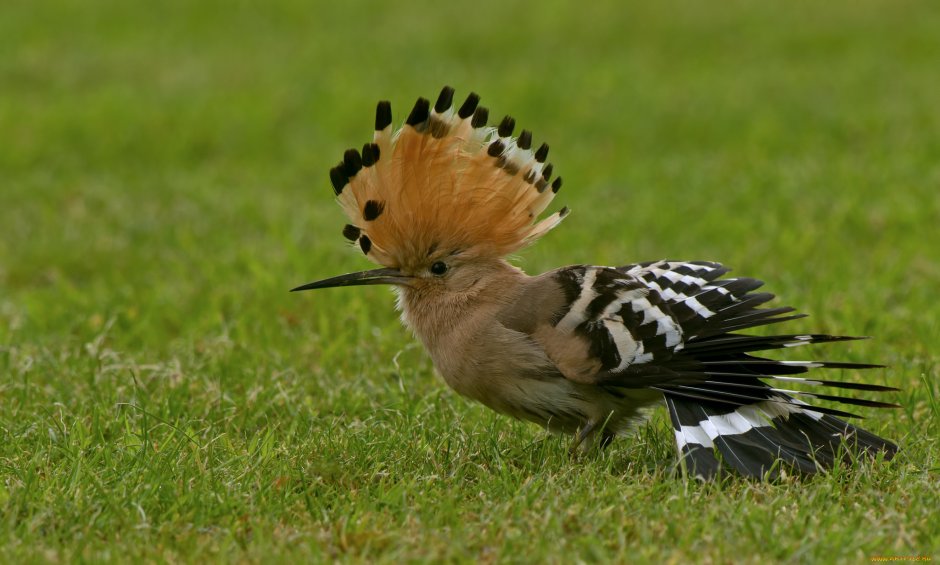 Хохлатый Удод