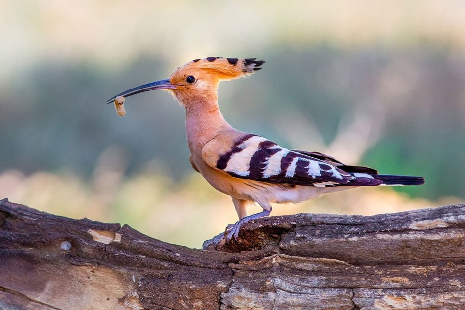 Удод птица птенец