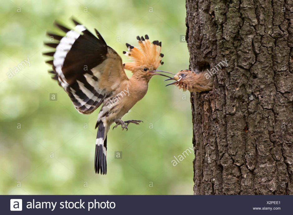 Синеголовый Удод