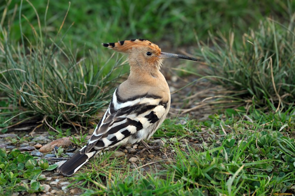 Удод птенец
