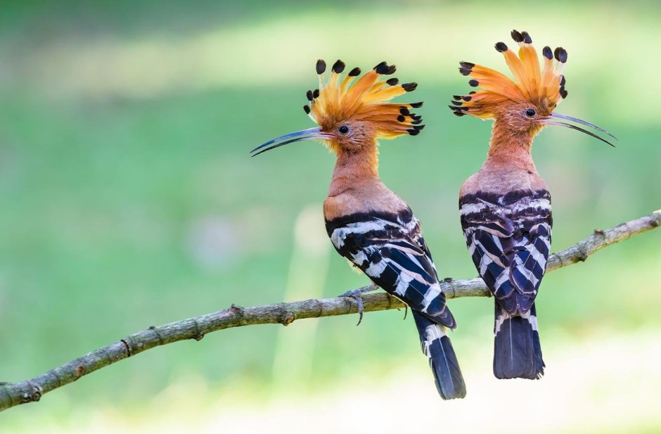 Фиолетовый Лесной Удод