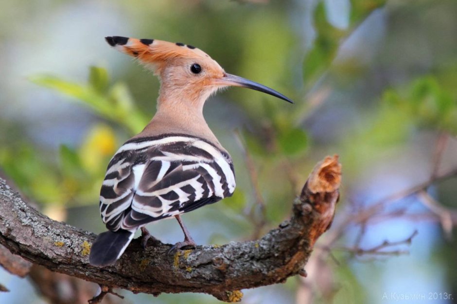 Фиолетовый Лесной Удод