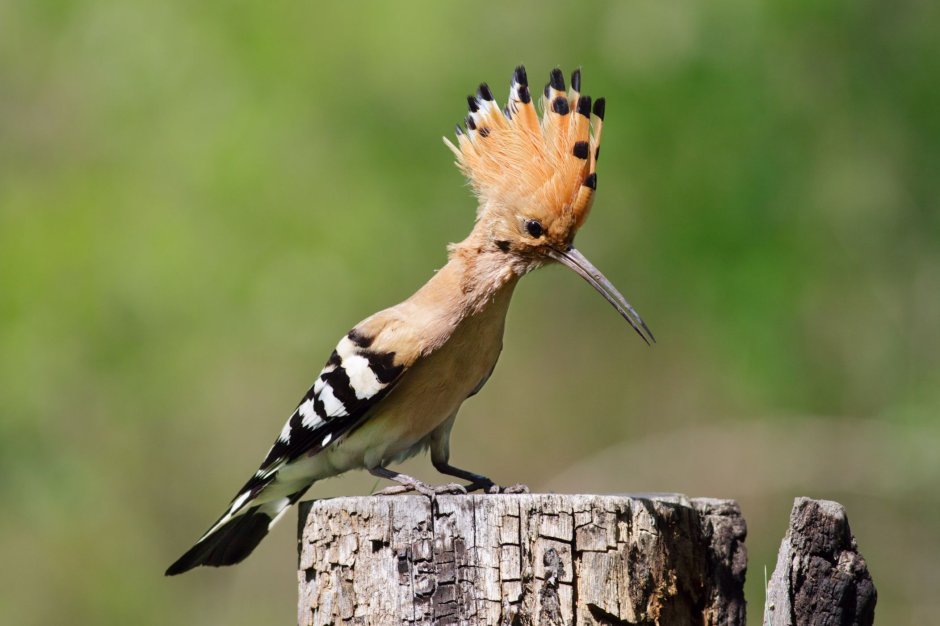 Удод (Upupa Epops)