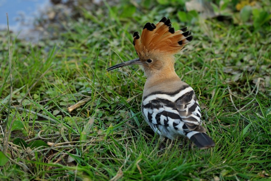 Синеголовый Удод