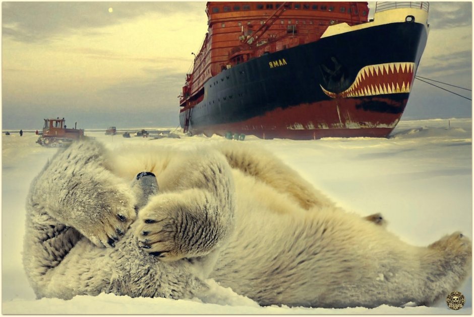 Пингвины Адели и морской леопард
