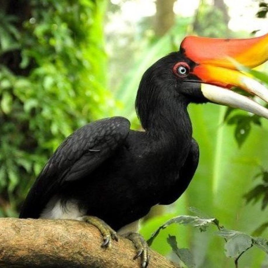 Great Hornbill птица