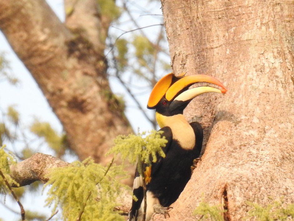 Toucan staring at the Camera