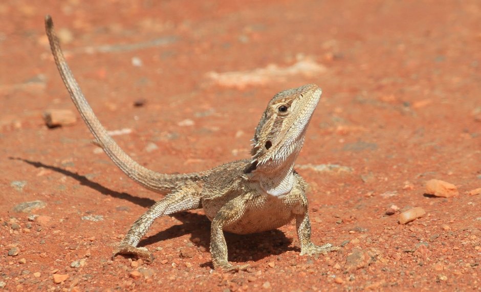 Ящерица прыткая (лат. Lacerta Agilis)