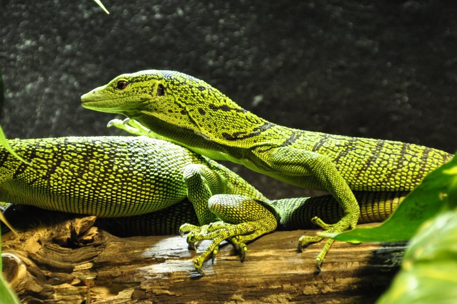 Игуана красная (Iguana Iguana)