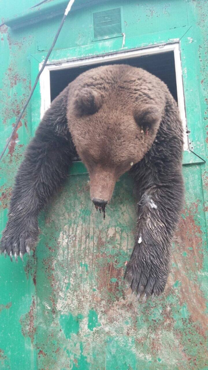 Сибирский медведь